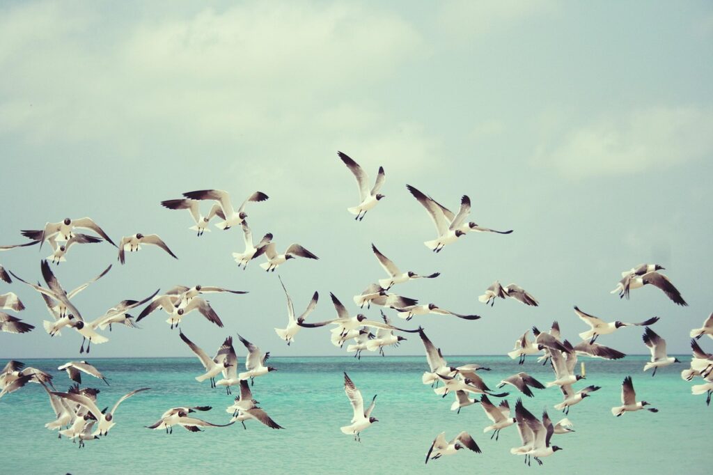 seagulls, flight, flock, flying birds, flock of birds, beach, gulls, birds, wings, nature, sea, animals, flying, animal world, flying birds, flying birds, beach, beach, birds, birds, birds, birds, birds